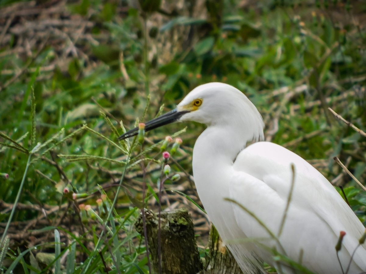 Snowy Egret - ML572505751