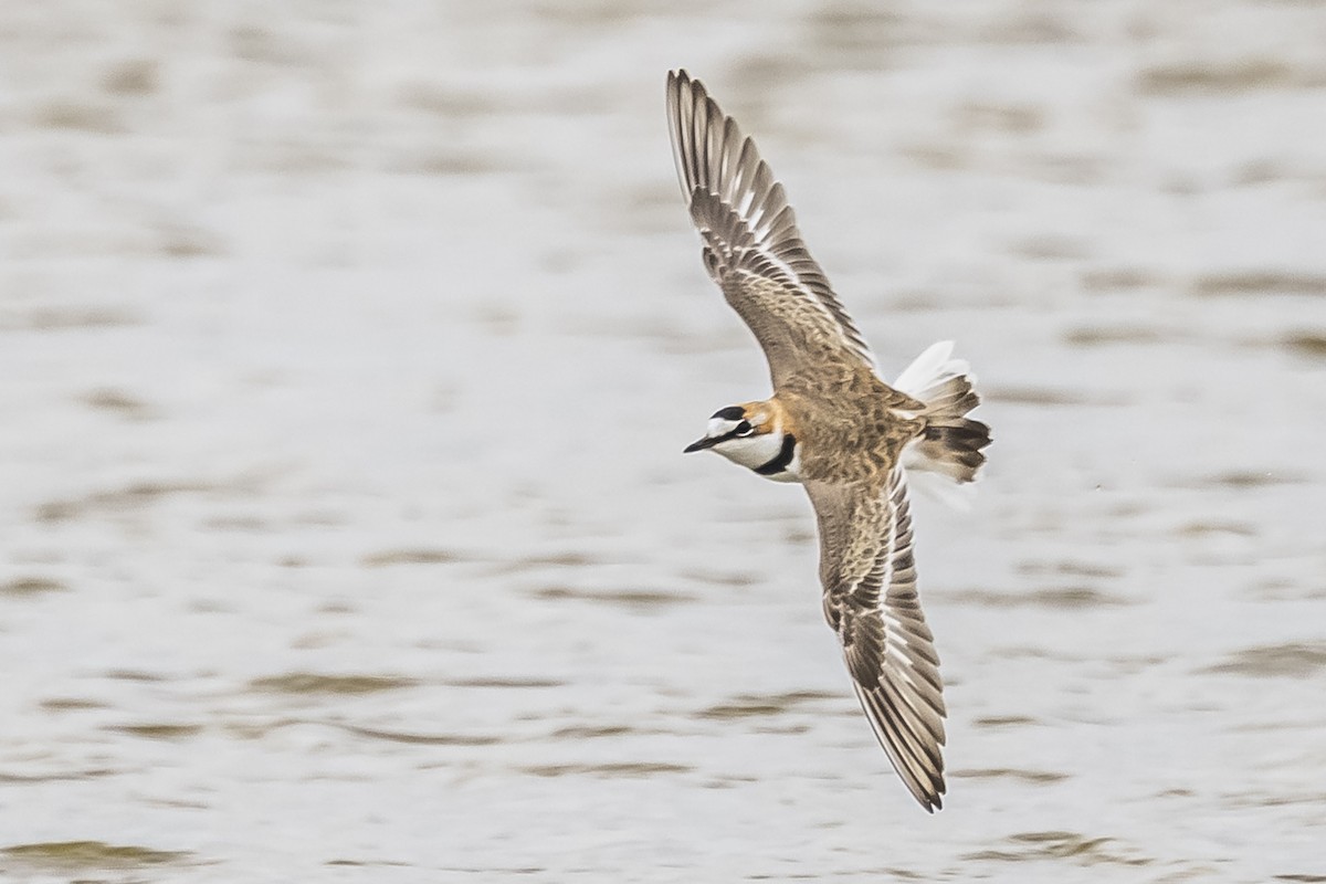 Collared Plover - Amed Hernández