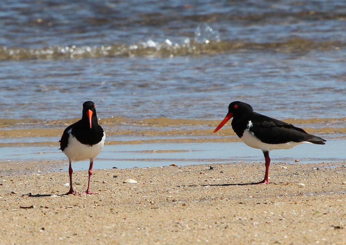 Pied Oystercatcher - ML57250591