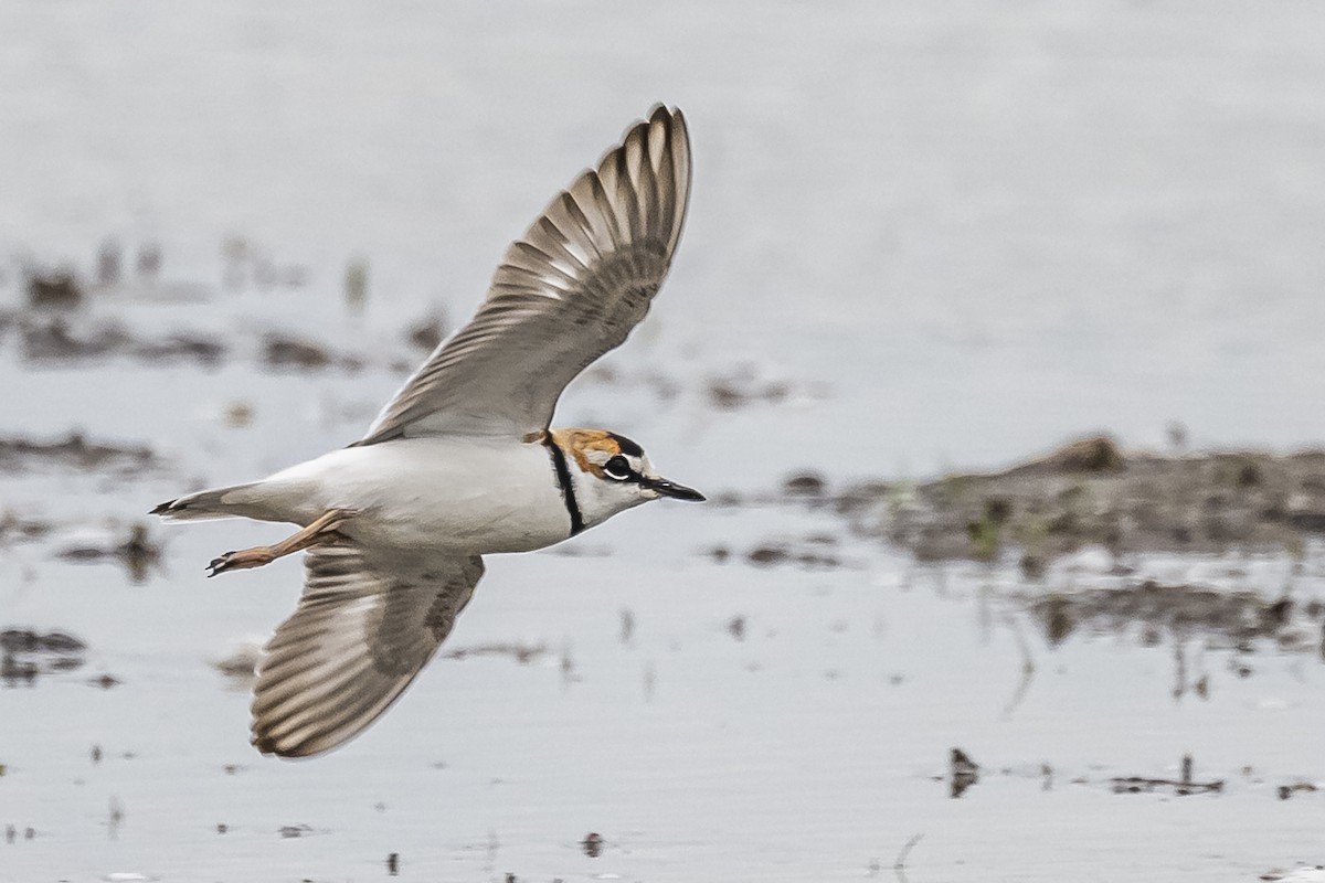 Collared Plover - Amed Hernández