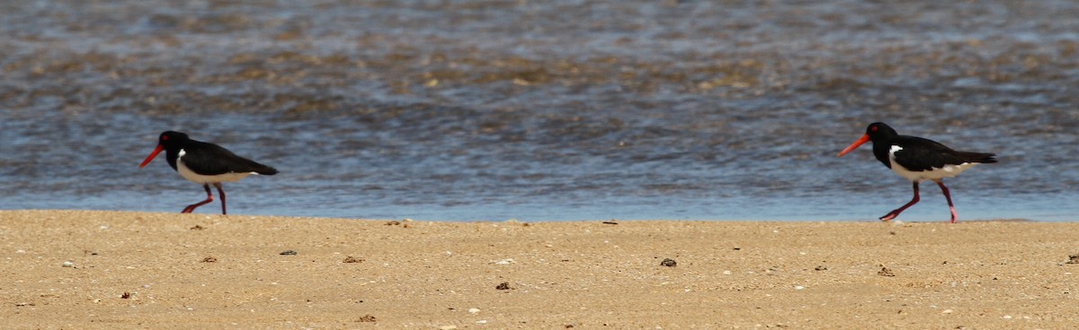 Pied Oystercatcher - ML57250601