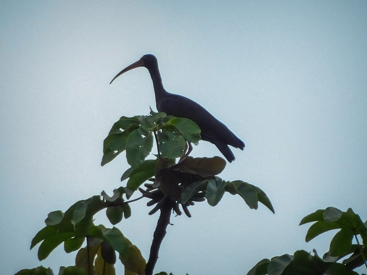 Bare-faced Ibis - Juan Diego Bedoya Mejía