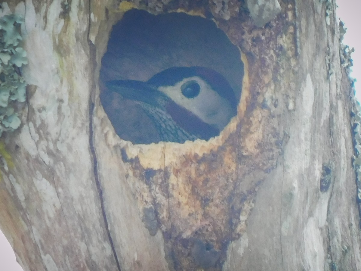 Golden-olive Woodpecker - Juan Diego Bedoya Mejía