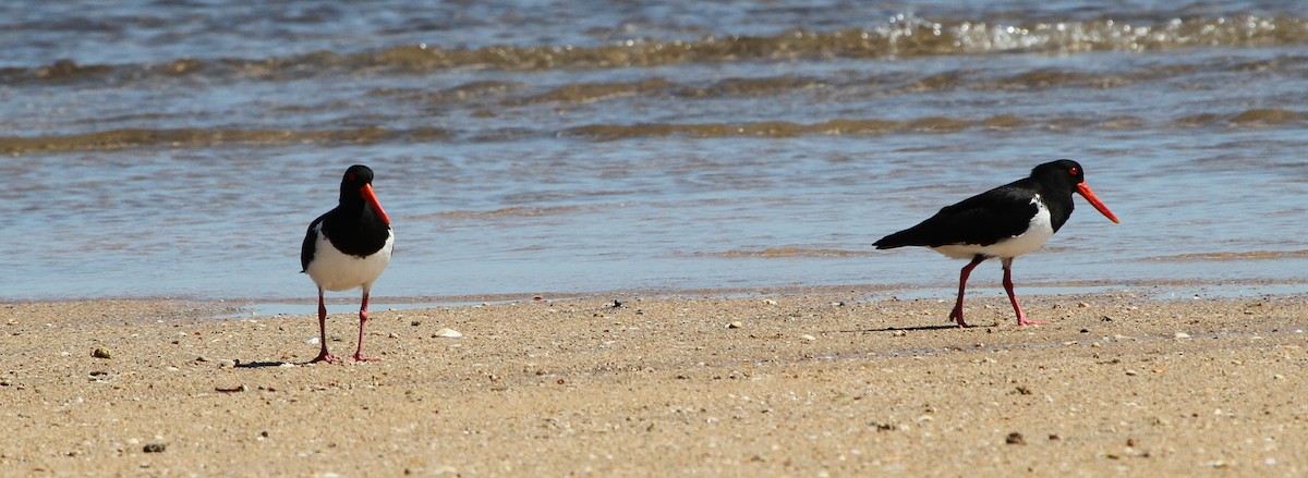 Pied Oystercatcher - ML57250631