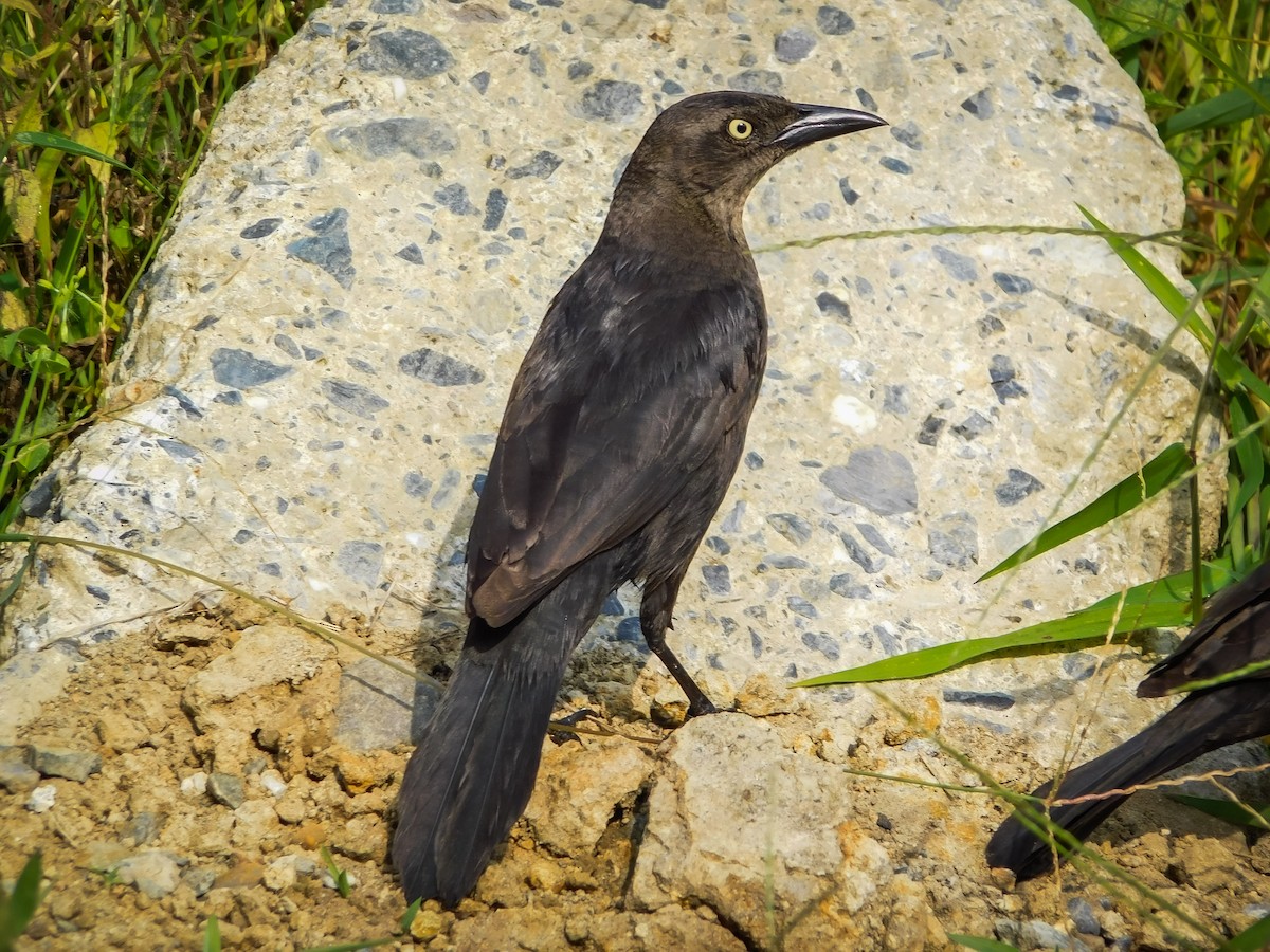 Carib Grackle - Juan Diego Bedoya Mejía