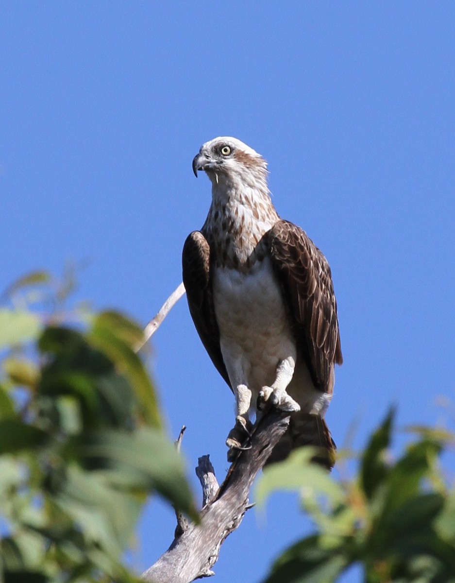 Águila Pescadora (Australia) - ML57250711
