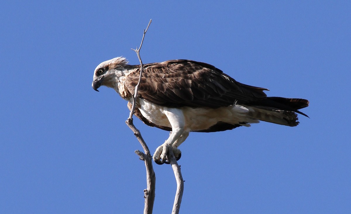 Águila Pescadora (Australia) - ML57250731