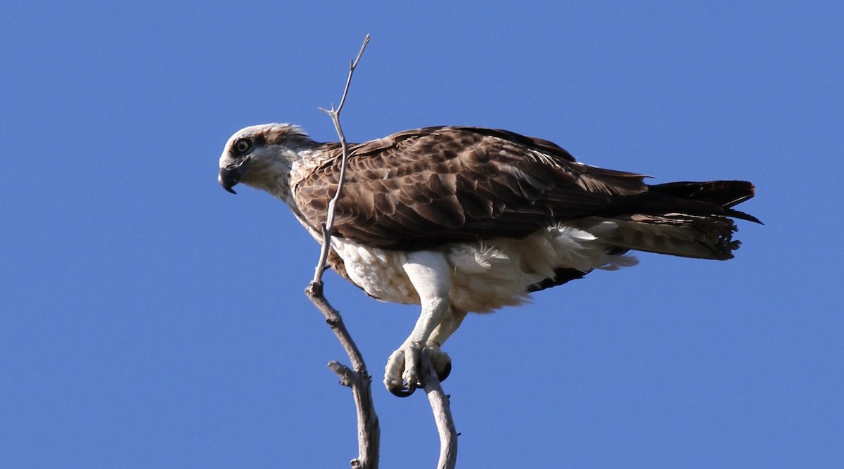 Águila Pescadora (Australia) - ML57250741