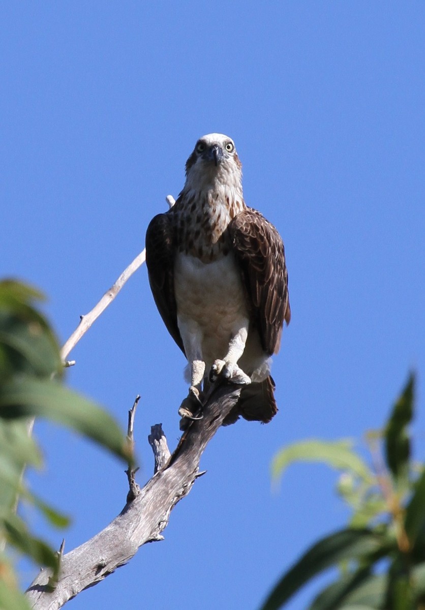 Águila Pescadora (Australia) - ML57250751