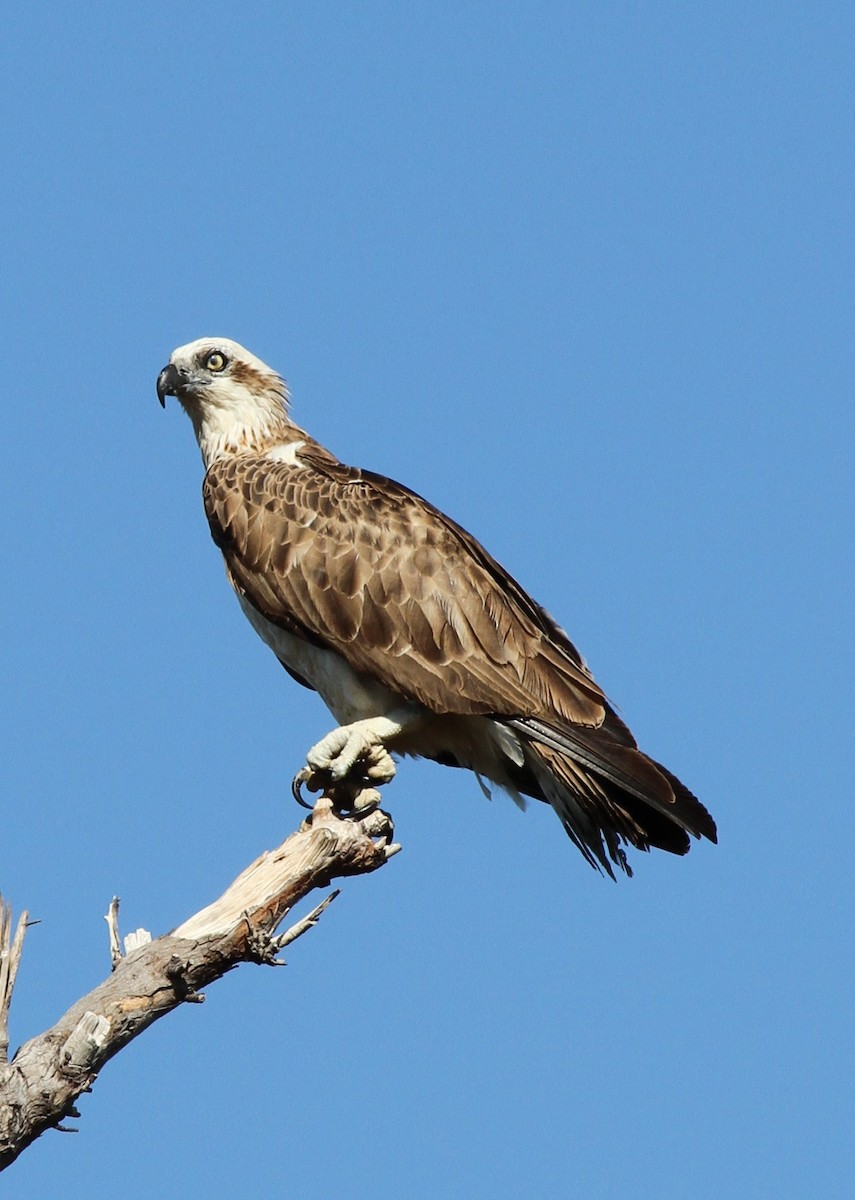 Osprey (Australasian) - ML57250771