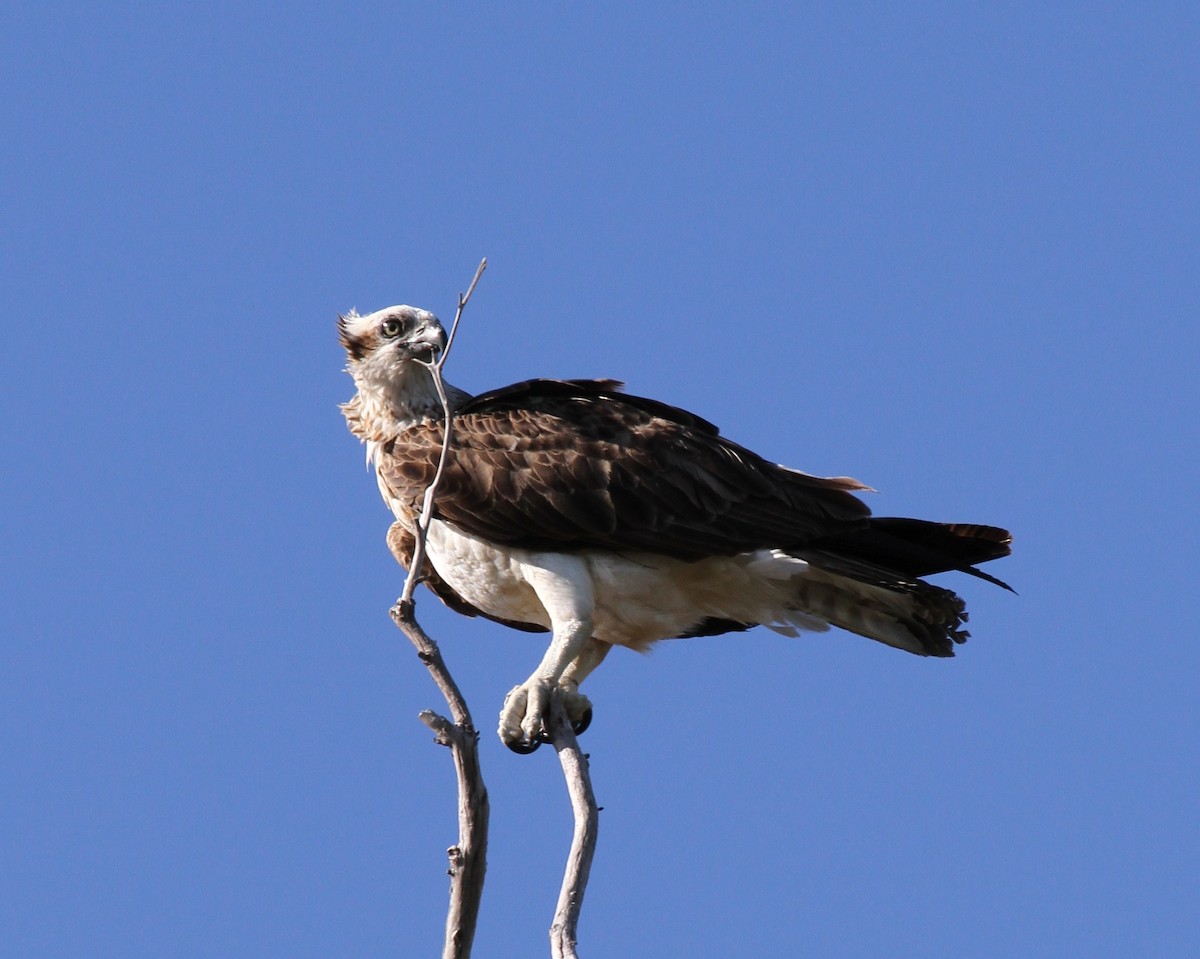 Osprey (Australasian) - Colin Trainor