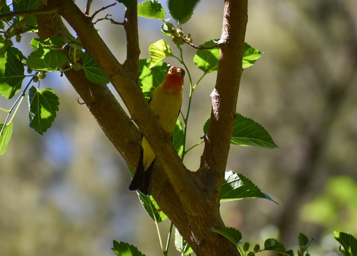 Piranga à tête rouge - ML572507981