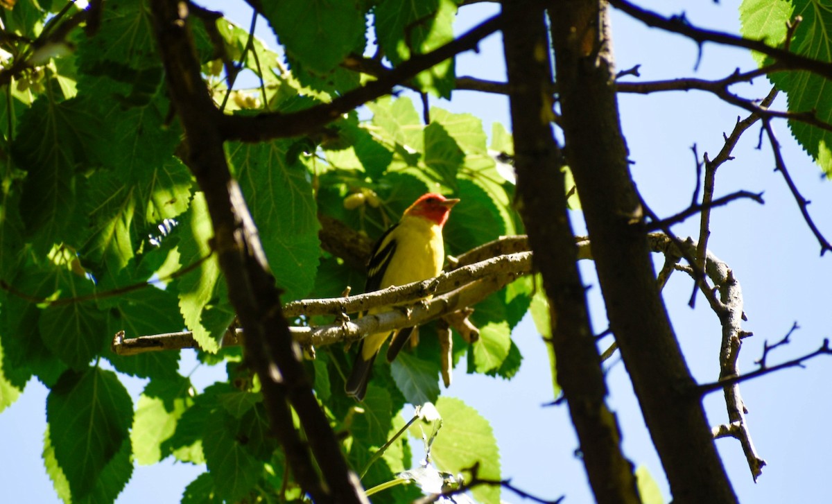 Piranga à tête rouge - ML572507991