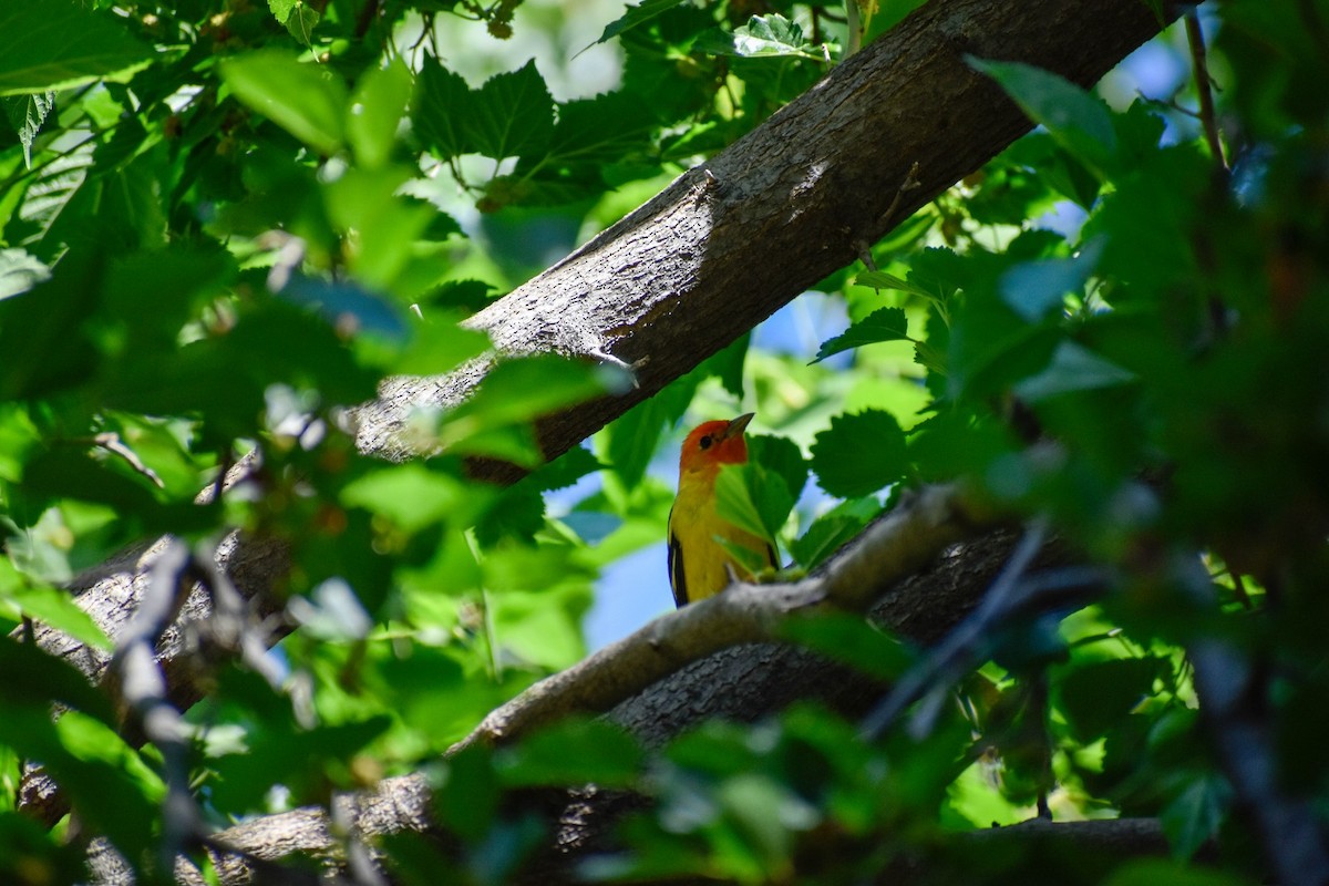 Western Tanager - ML572508001