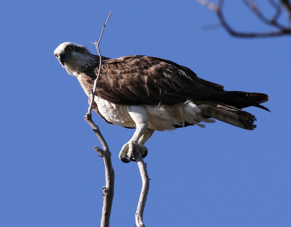 Osprey (Australasian) - Colin Trainor