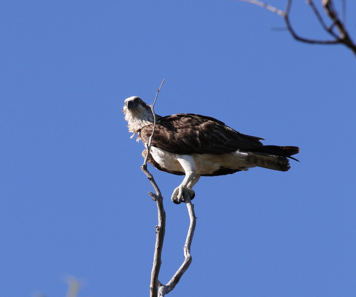 Águila Pescadora (Australia) - ML57250811