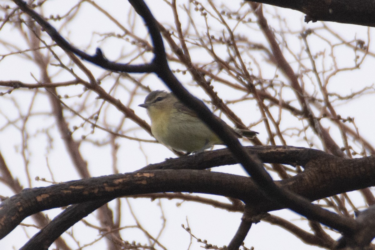 Philadelphia Vireo - ML572508261