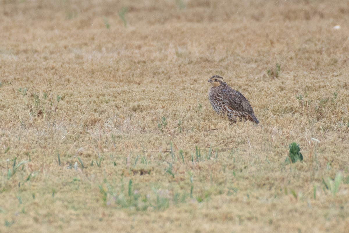 Northern Bobwhite - ML572508601