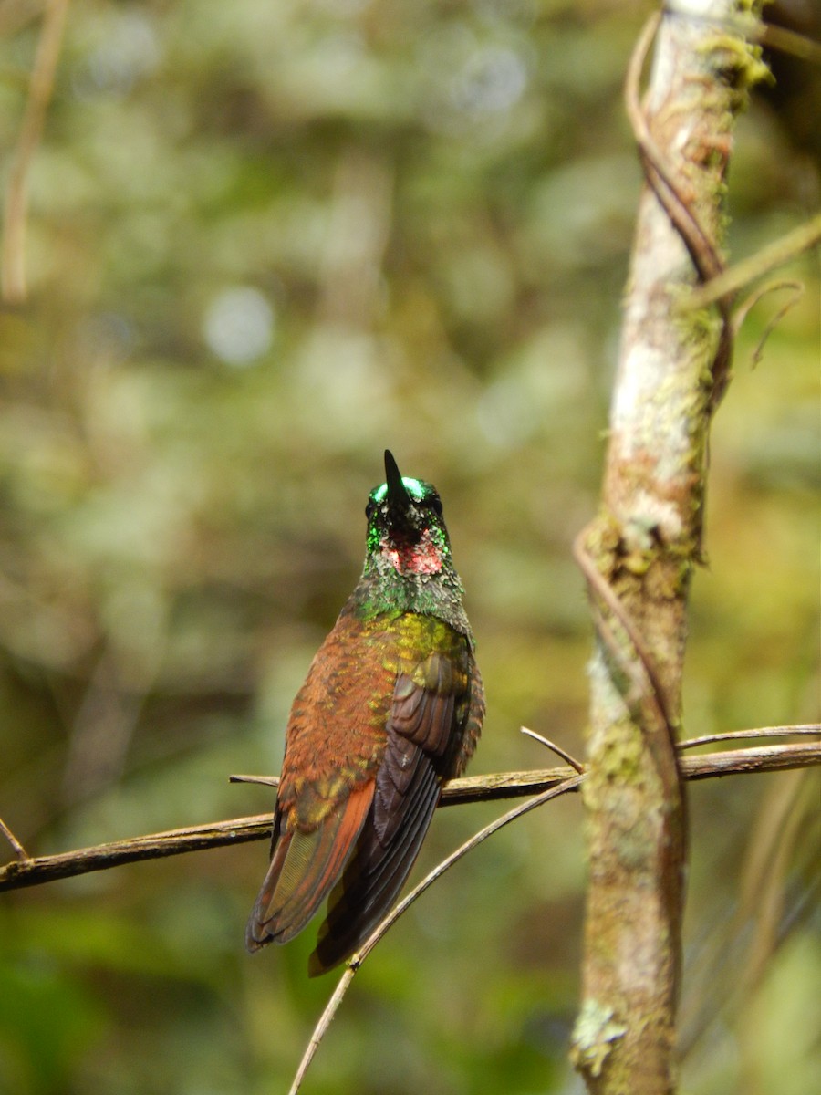 kolibřík brazilský - ML572508731