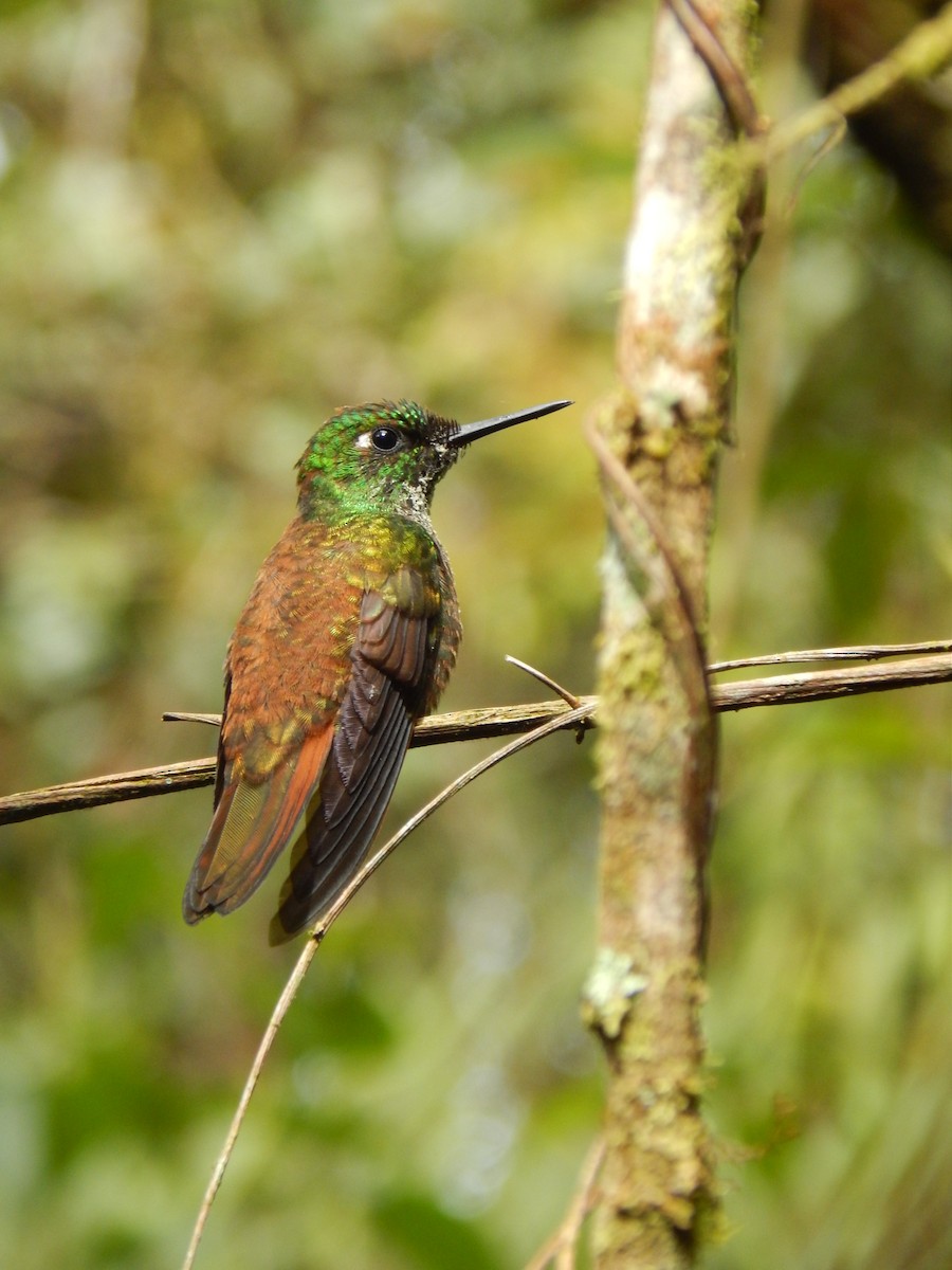 kolibřík brazilský - ML572508741