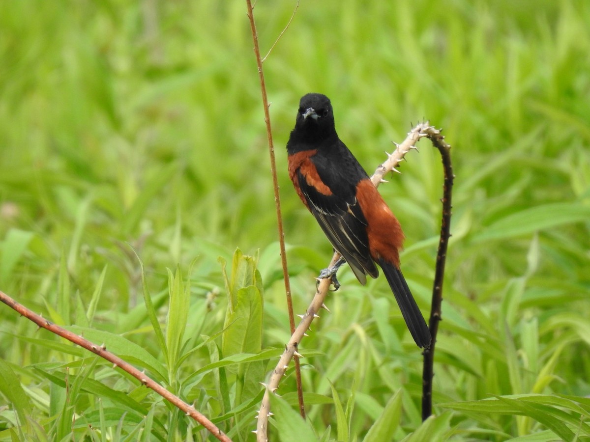 Orchard Oriole - ML572508961