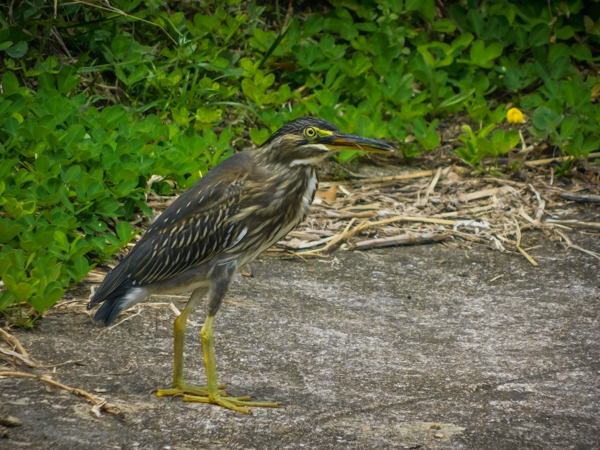 Striated Heron - Juan Diego Bedoya Mejía