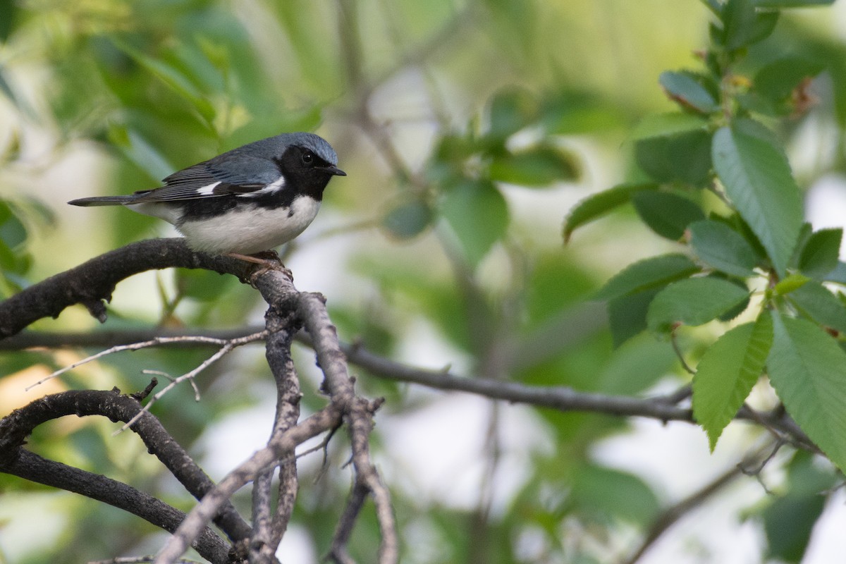 Black-throated Blue Warbler - ML572509381