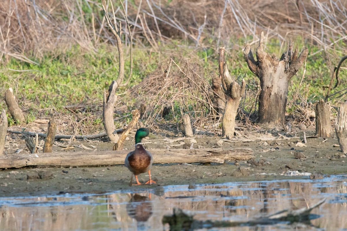 Mallard - ML572510861