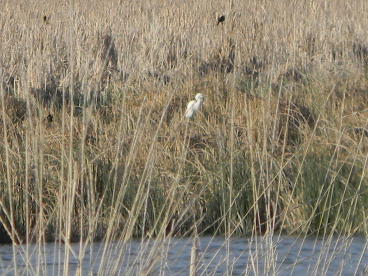 Snowy Egret - ML57251141