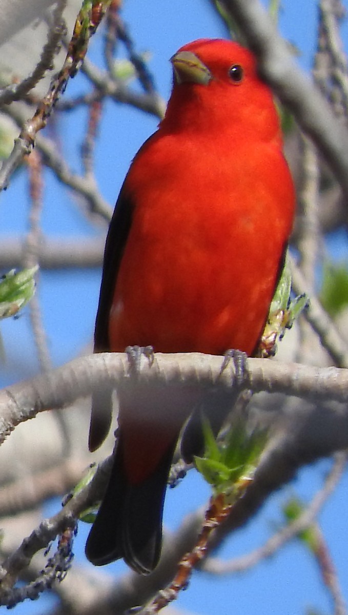 Scarlet Tanager - ML572511601