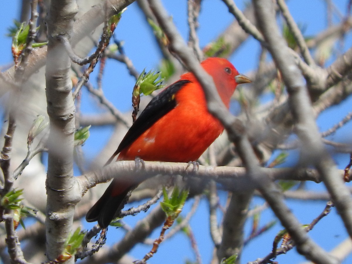 Scarlet Tanager - ML572511641