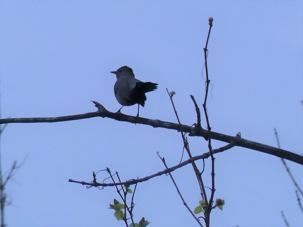 Gray Catbird - ML572511701