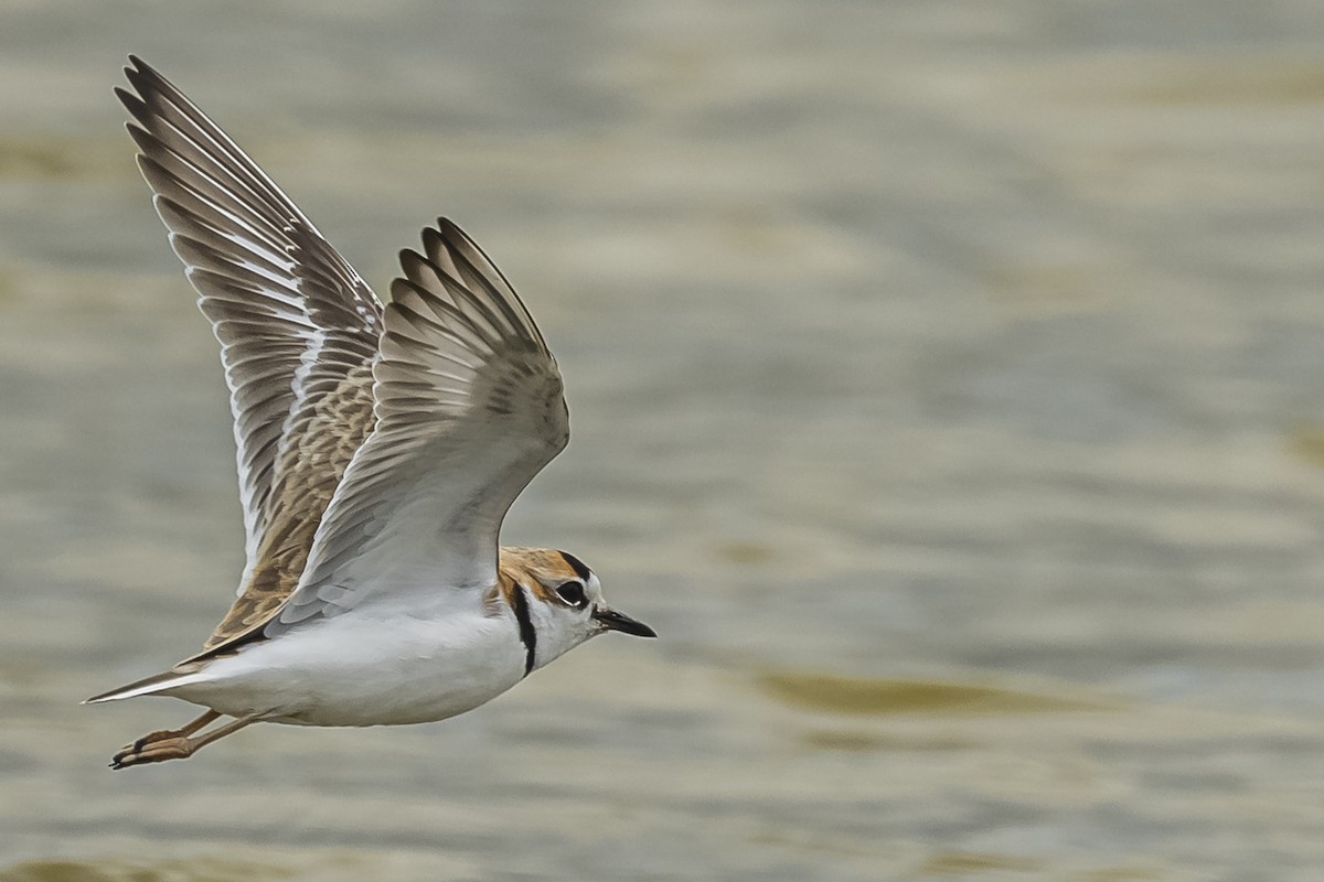 Collared Plover - Amed Hernández