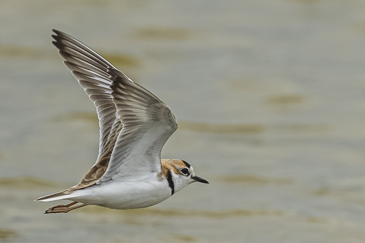 Collared Plover - Amed Hernández