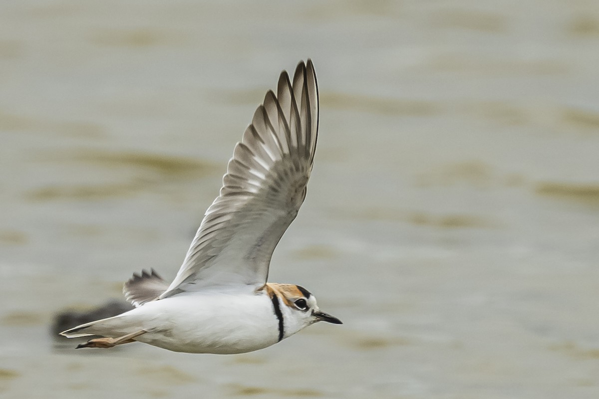 Collared Plover - Amed Hernández