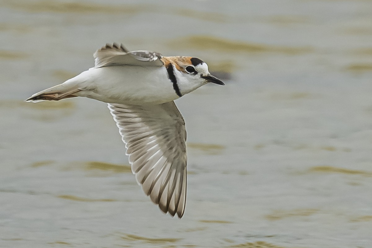 Collared Plover - Amed Hernández