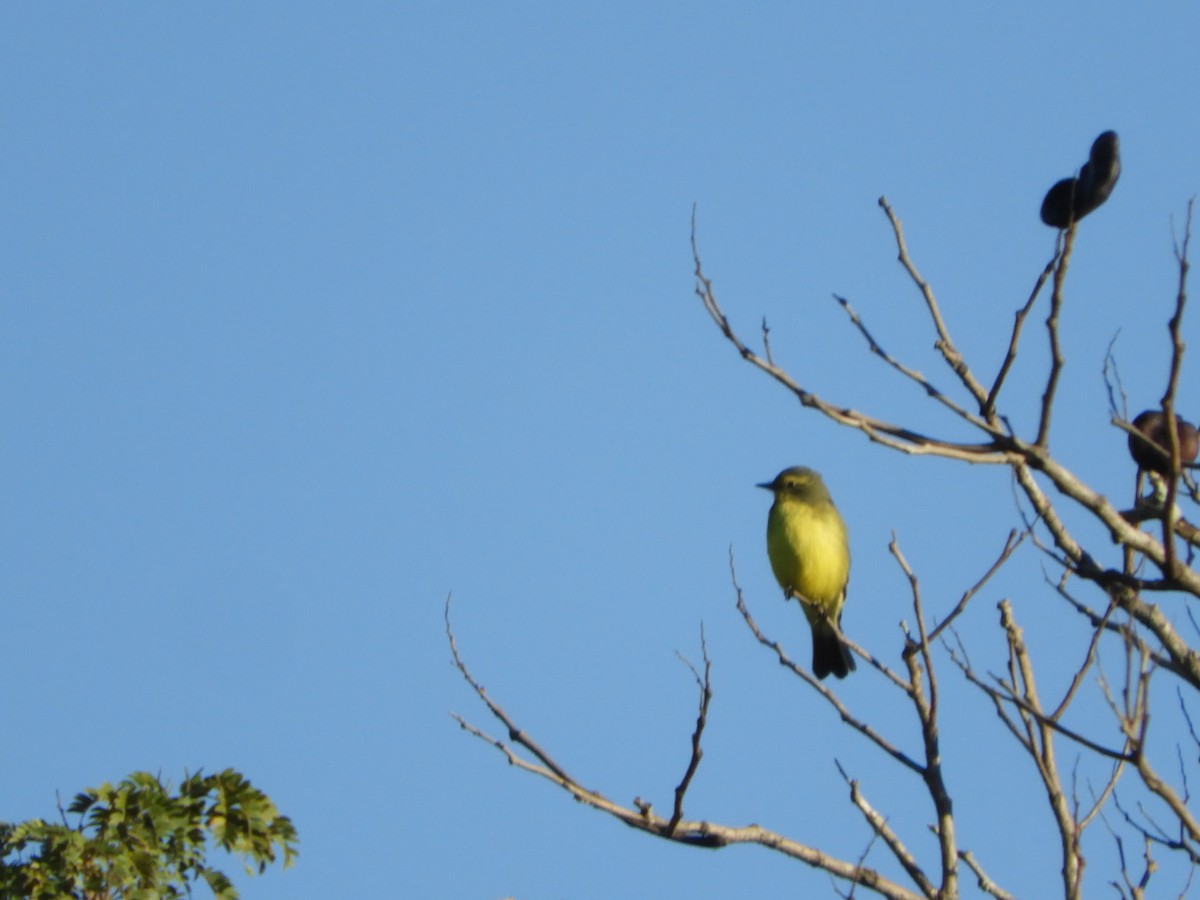 Yellow-browed Tyrant - Silvia Enggist