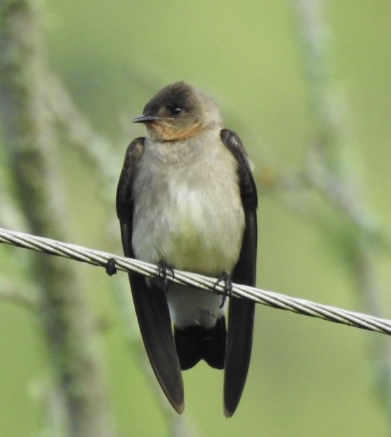 Southern Rough-winged Swallow - Olga I Velásquez V