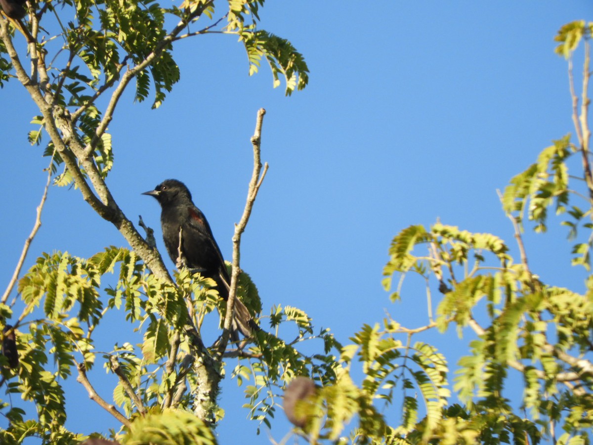 Variable Oriole - ML572512701