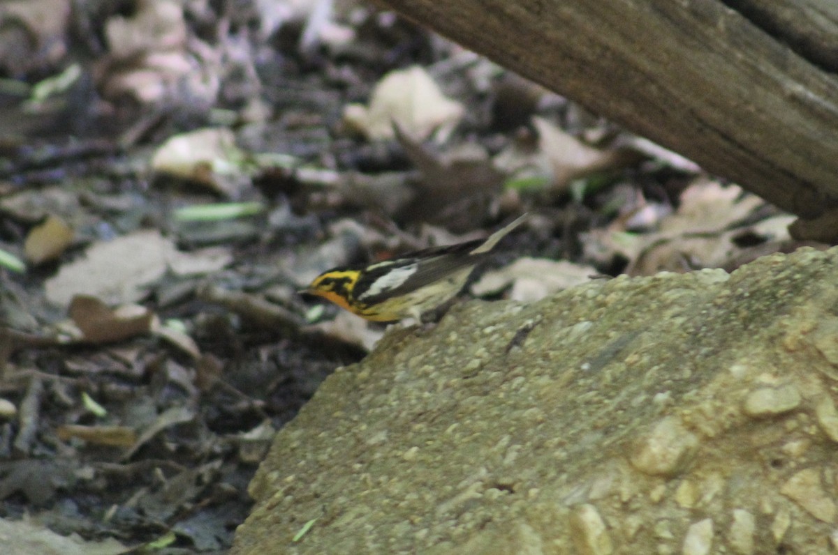 Blackburnian Warbler - ML572512811