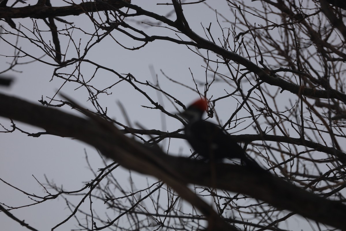 Pileated Woodpecker - ML572513721
