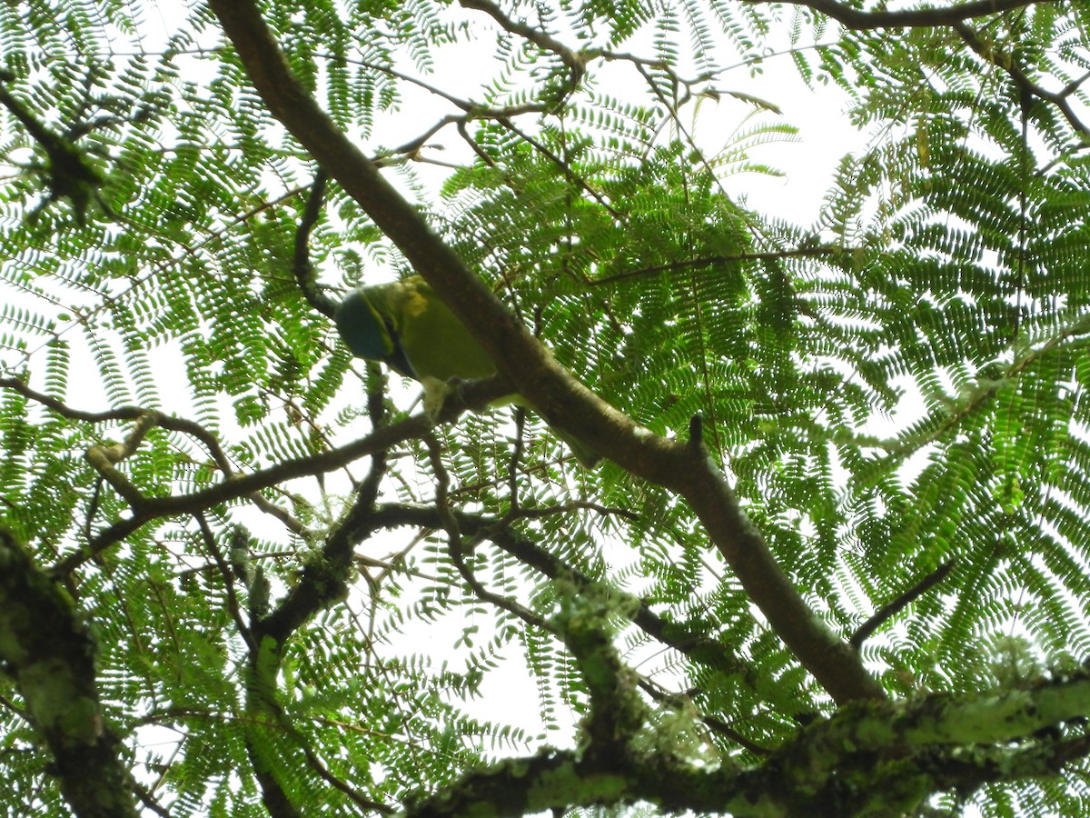 Yellow-browed Shrike-Vireo - Danilo Góngora