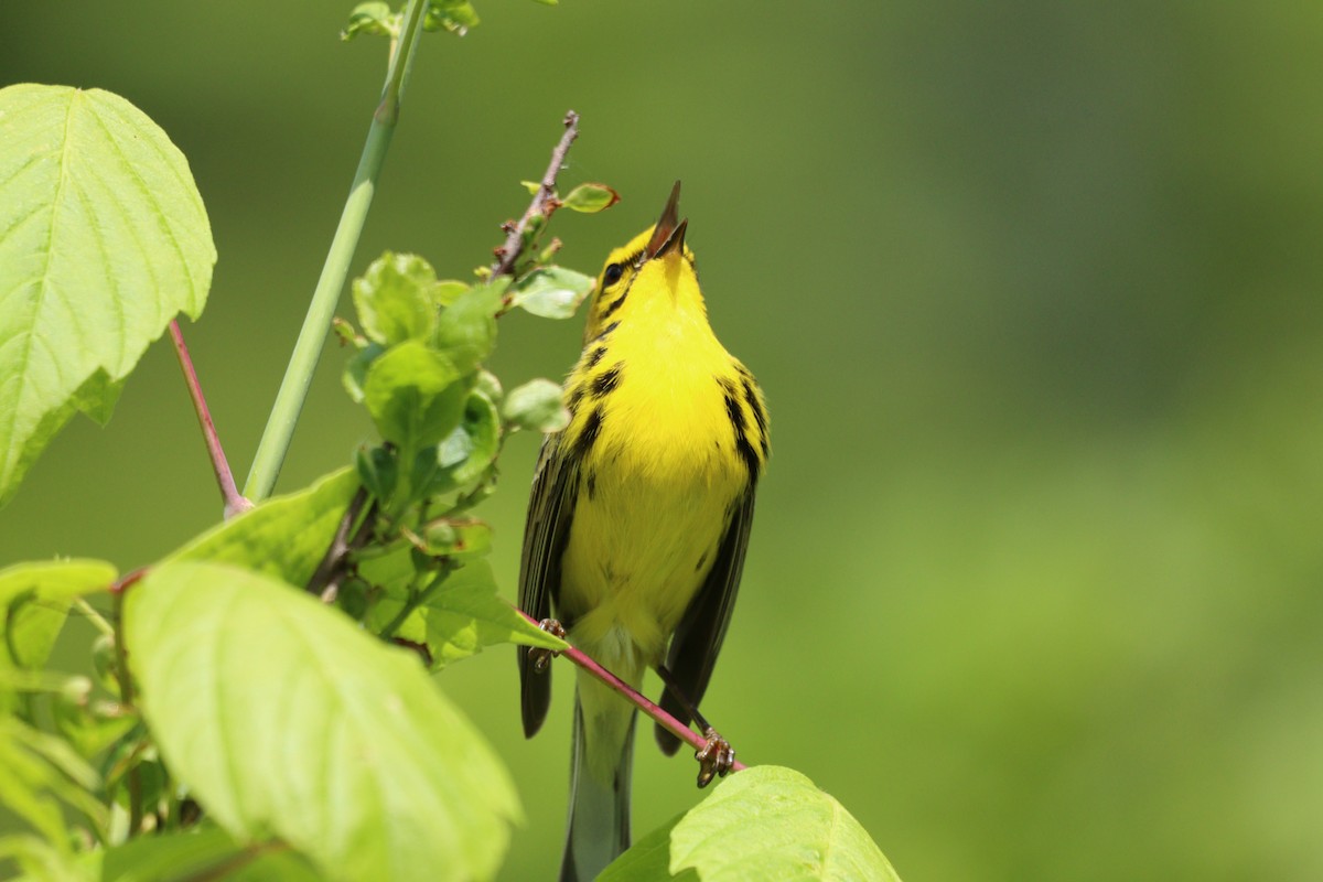 Prairie Warbler - Patrick Morgan