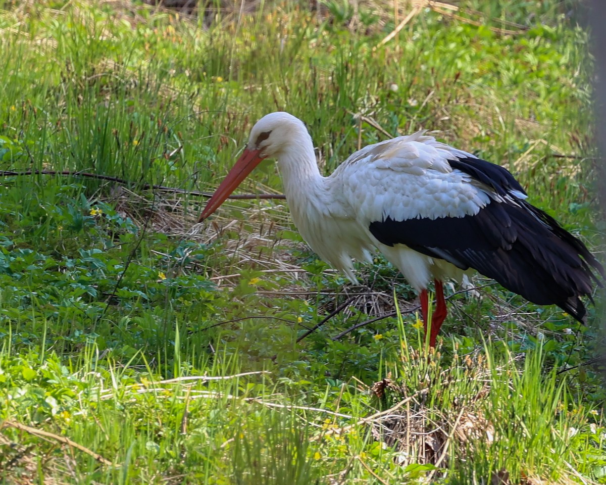 White Stork - ML572516301