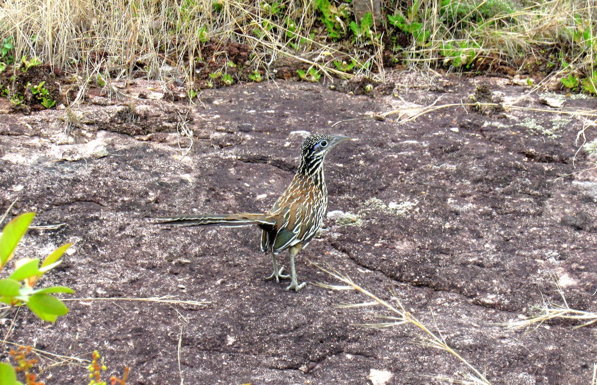 Lesser Roadrunner - Sabrina Guzmán