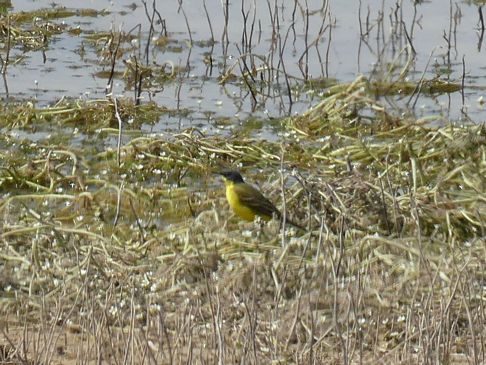 Western Yellow Wagtail (feldegg) - ML572517761