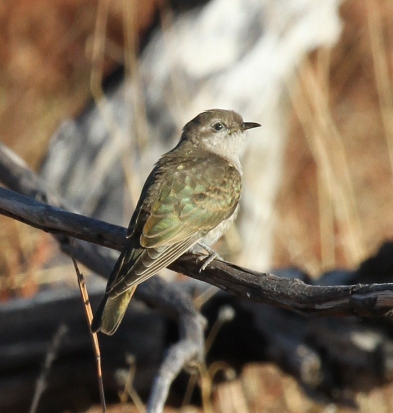 Horsfield's Bronze-Cuckoo - ML57251781