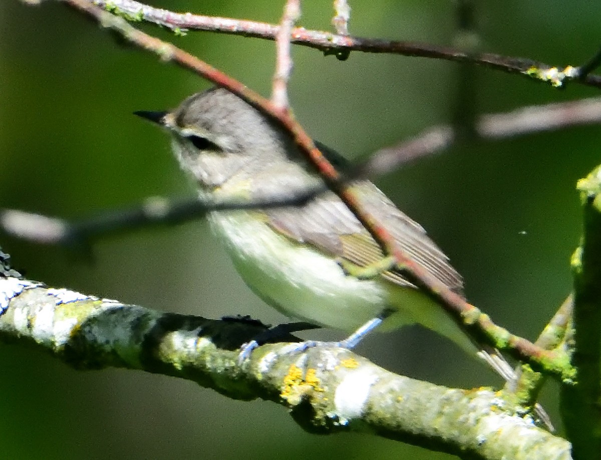 Warbling Vireo - ML57251821