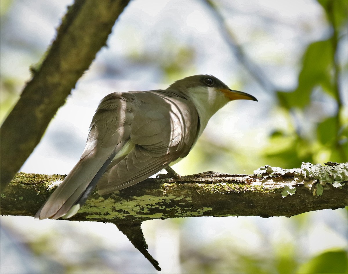 Yellow-billed Cuckoo - ML572518631