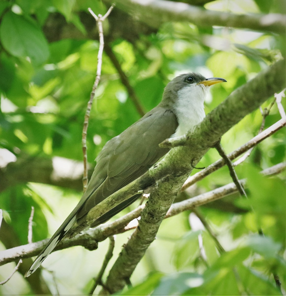 Yellow-billed Cuckoo - ML572518641